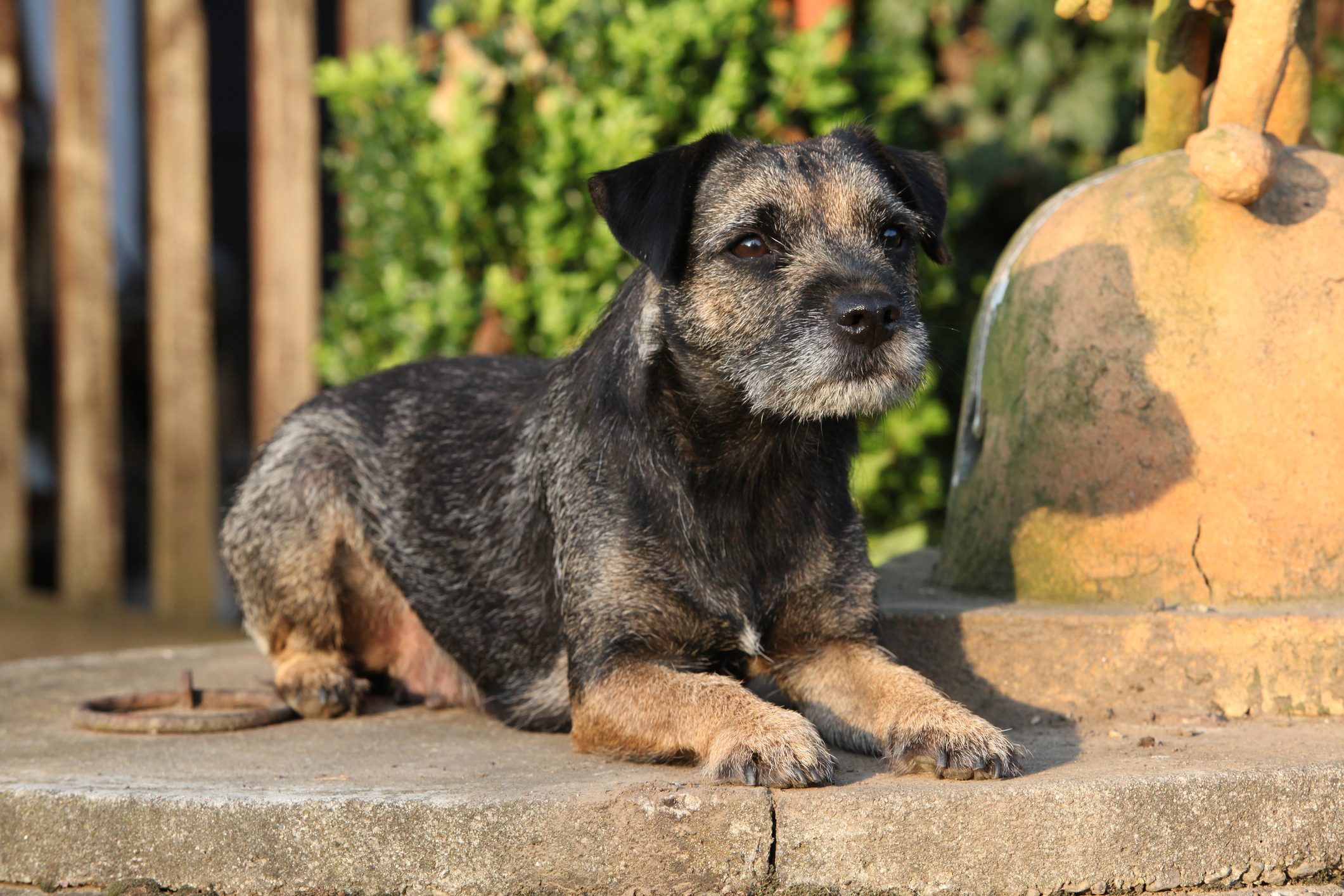 Border terrier dog sitting outside