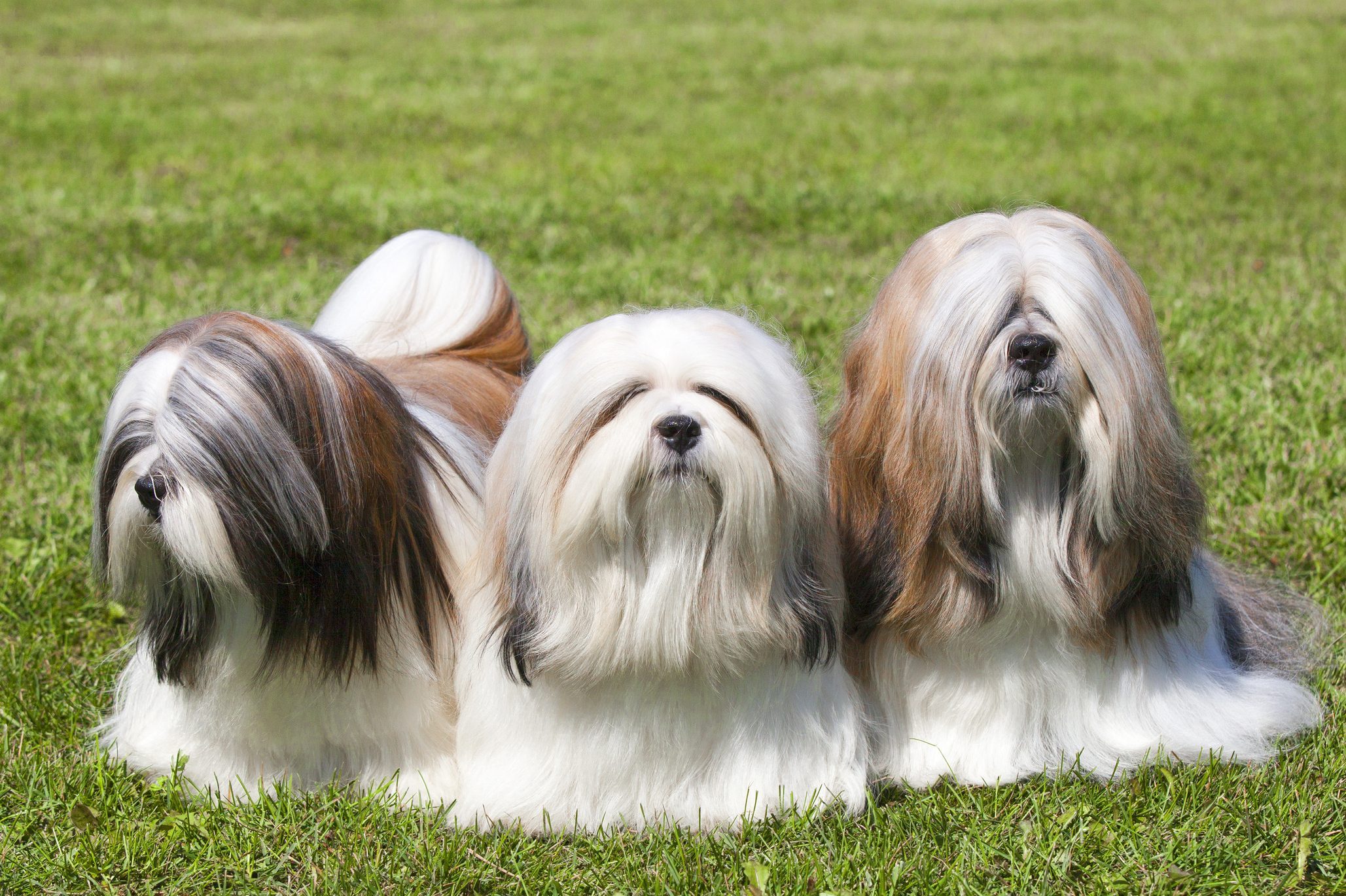 Portrait Of Three Purebred Chinese Lhasa Apso dogs On Green Grass