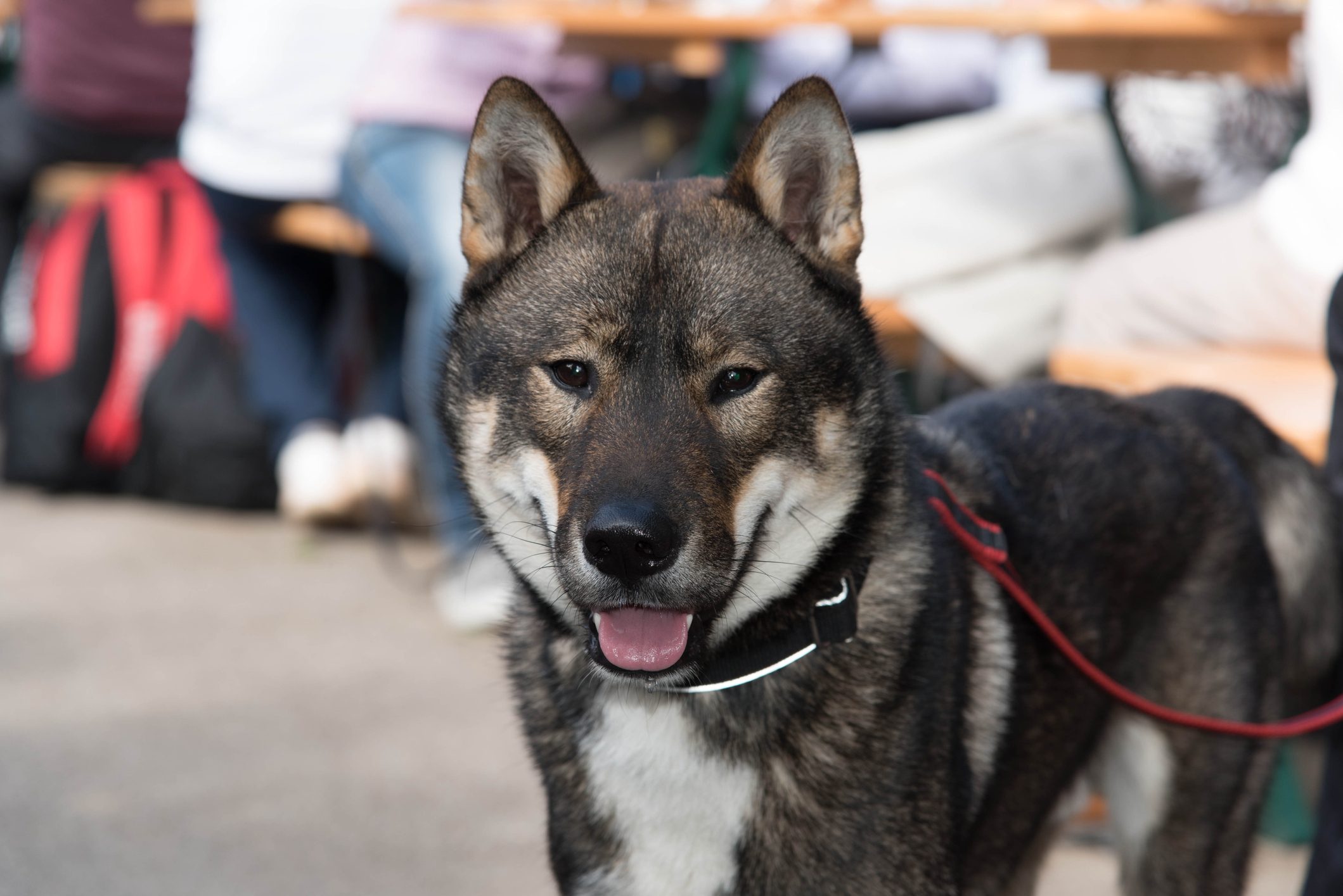 portrait of Shikoku dog