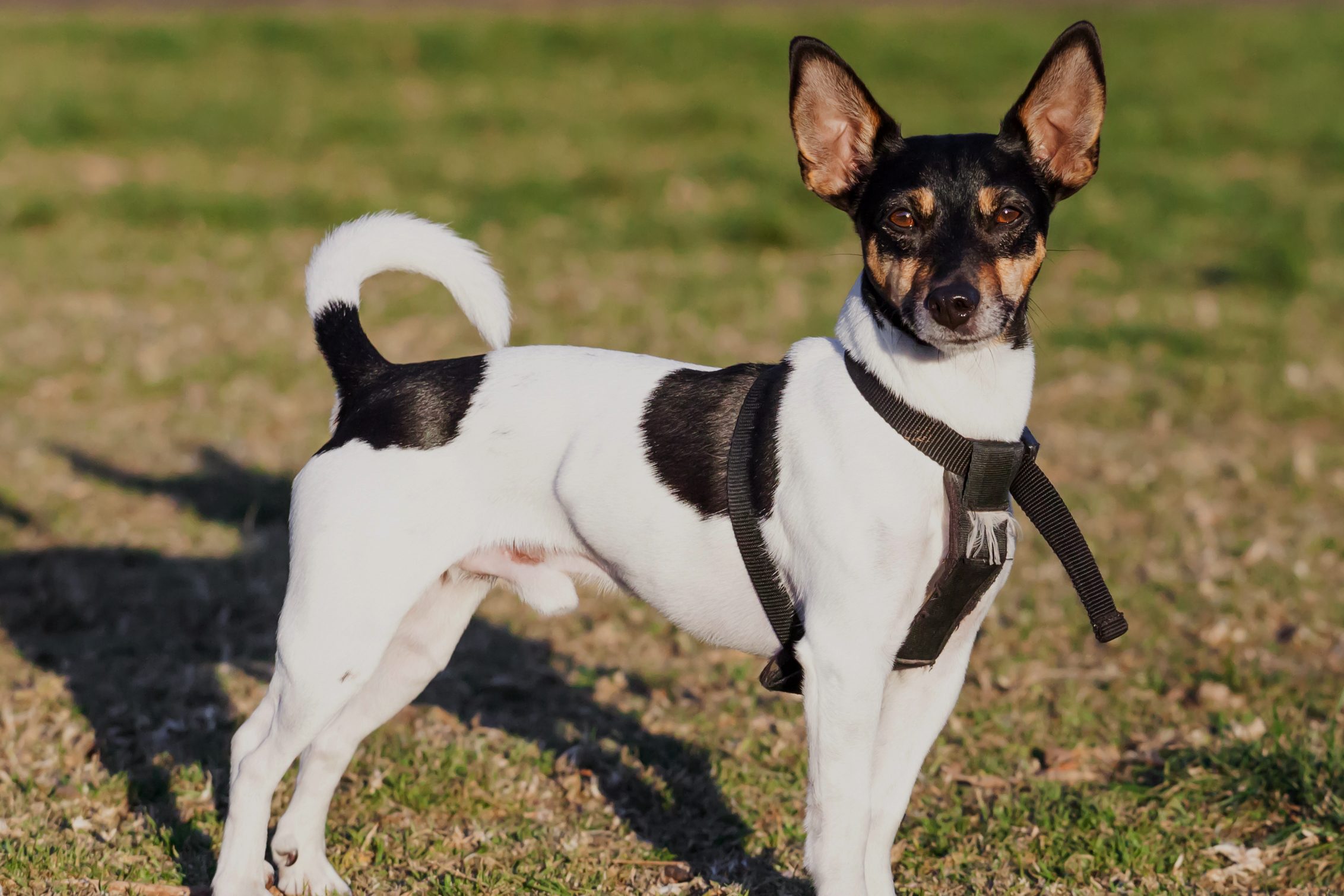 Cute male black tricolor purebred Rat Terrier dog standing in black harness on green grass in a park