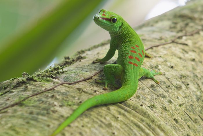 Madagascar Day Gecko