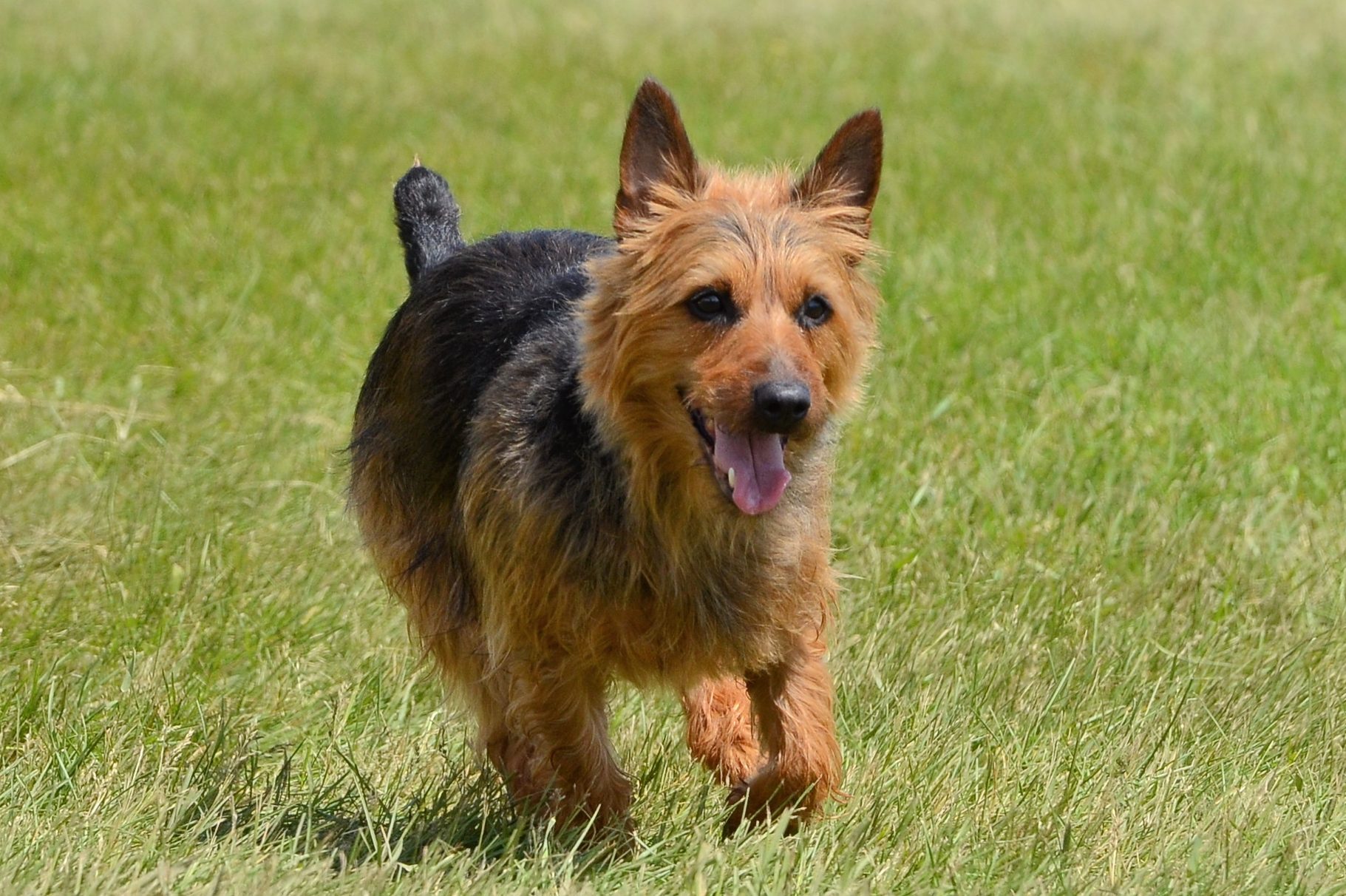 Australian Terrier Running