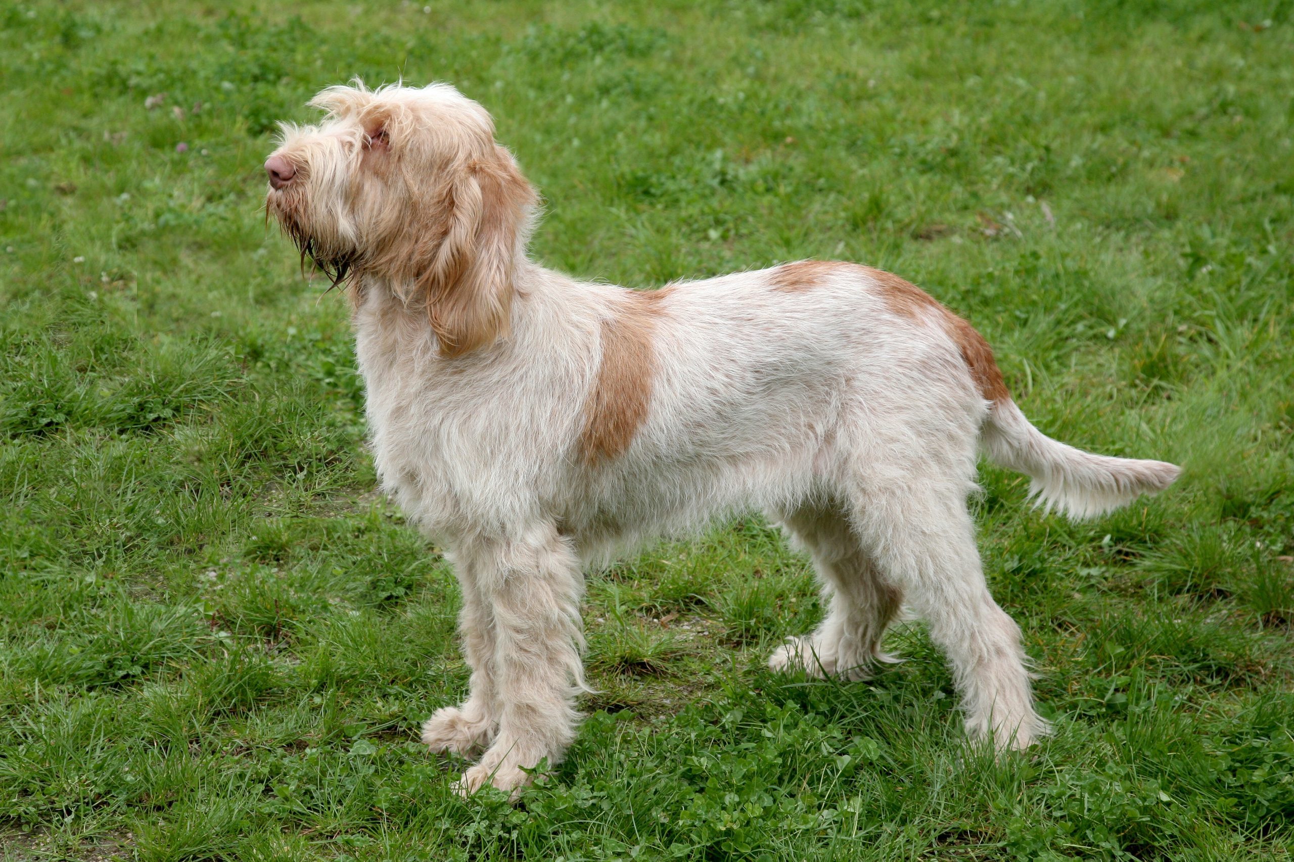 Typical Spinone Italiano dog on a green grass lawn