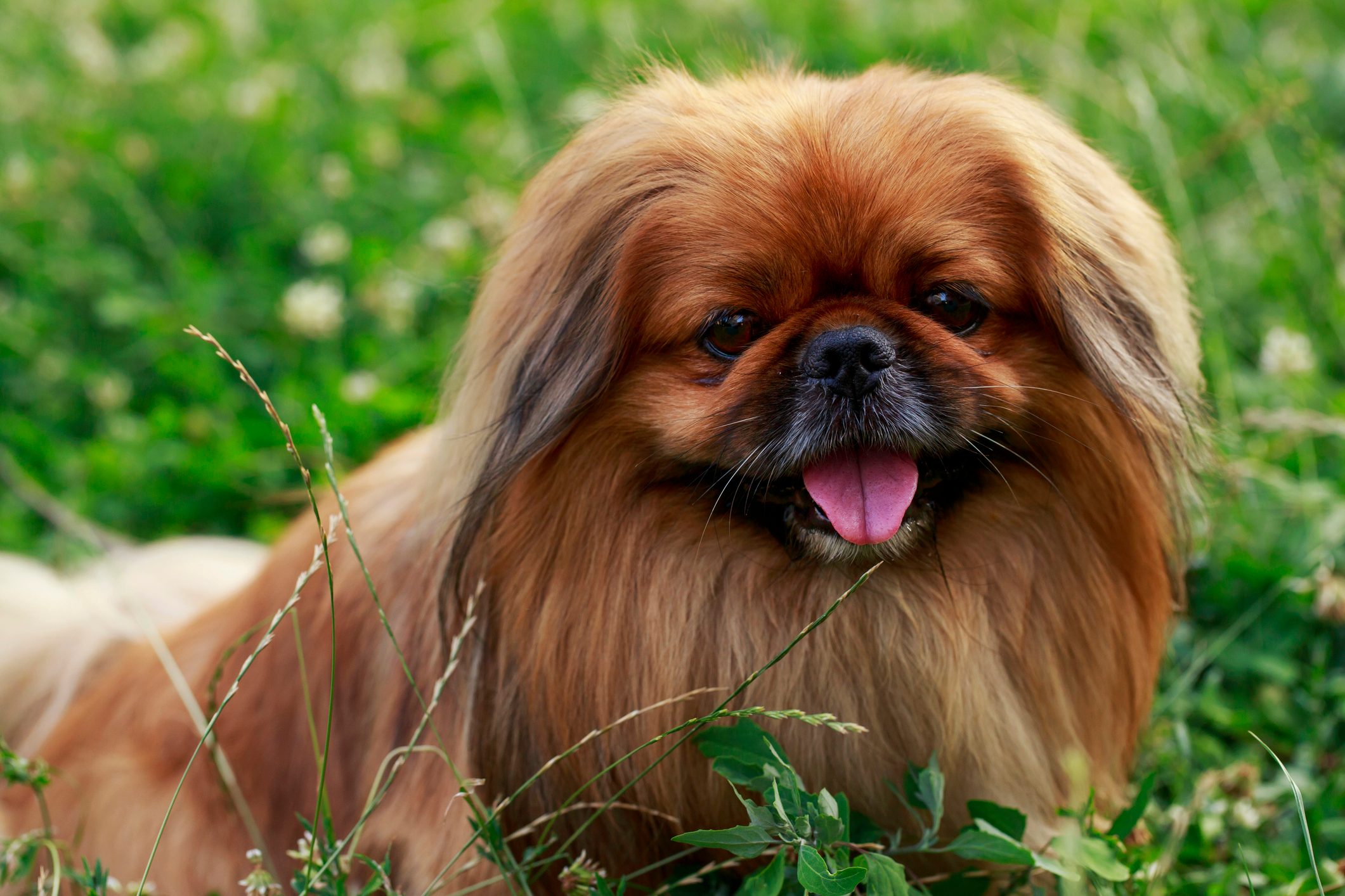 Chinese Pekingese dog sitting in a field