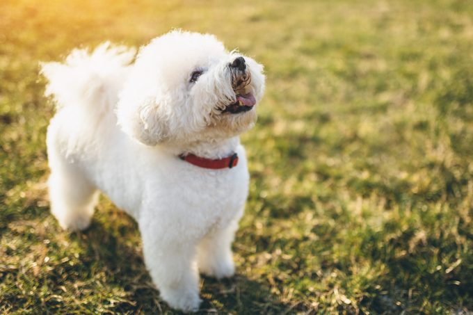 Cute little bichon frise dog