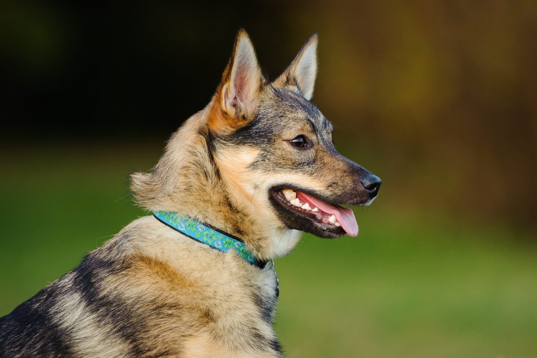 Close-Up Of Swedish Vallhund