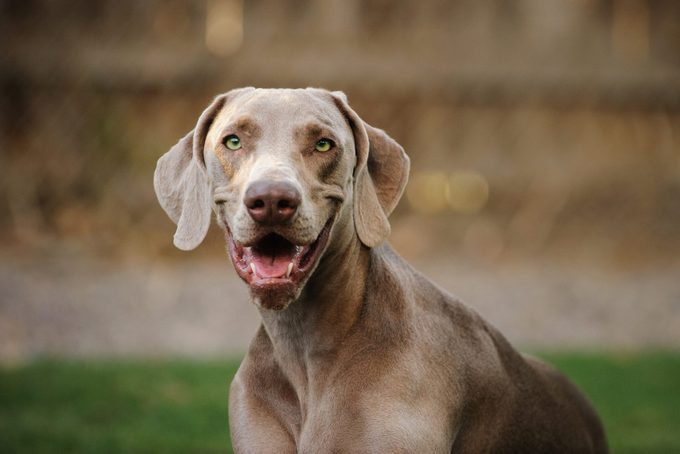 Close-Up Portrait Of Weimaraner