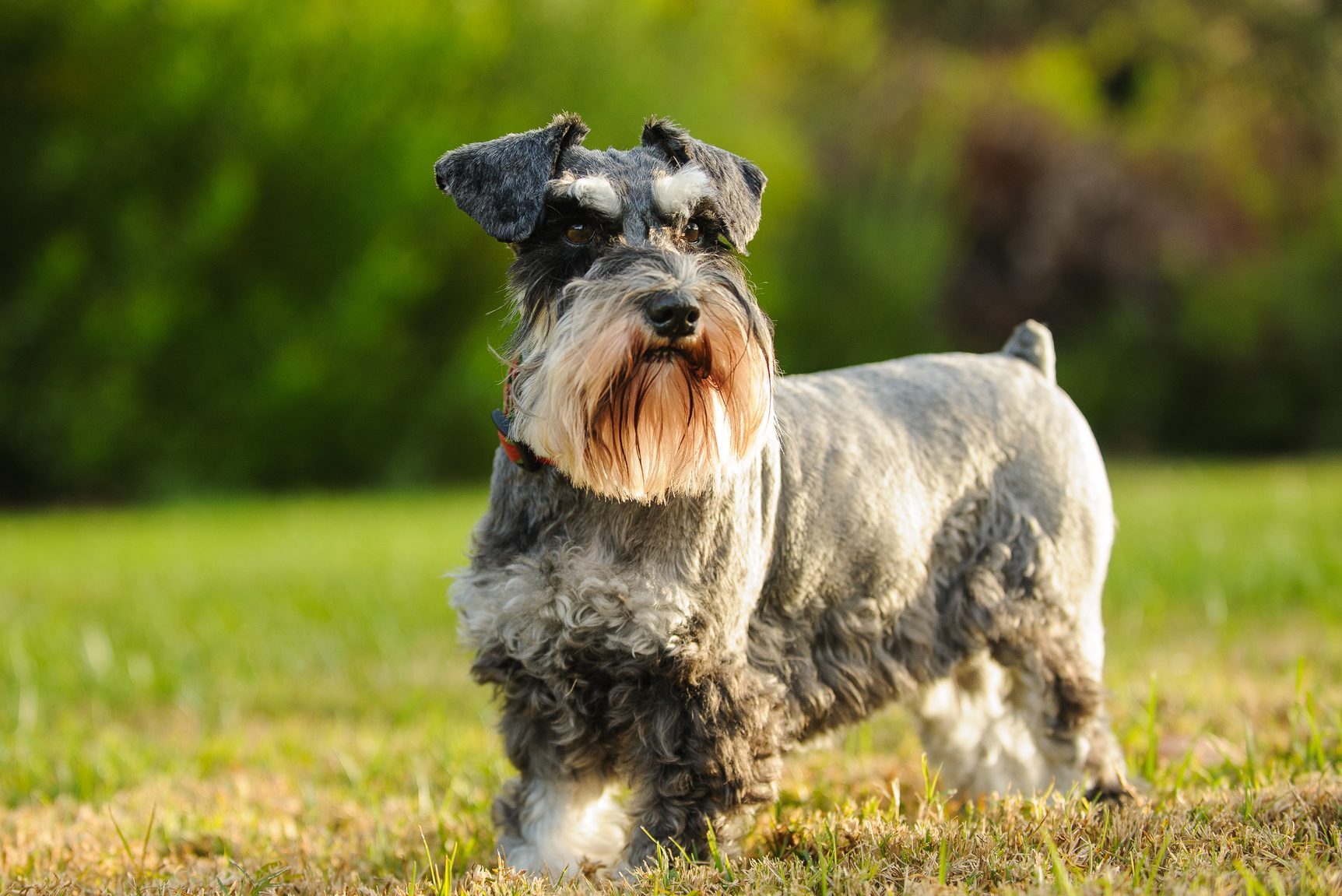 Close-Up Of Miniature Schnauzer