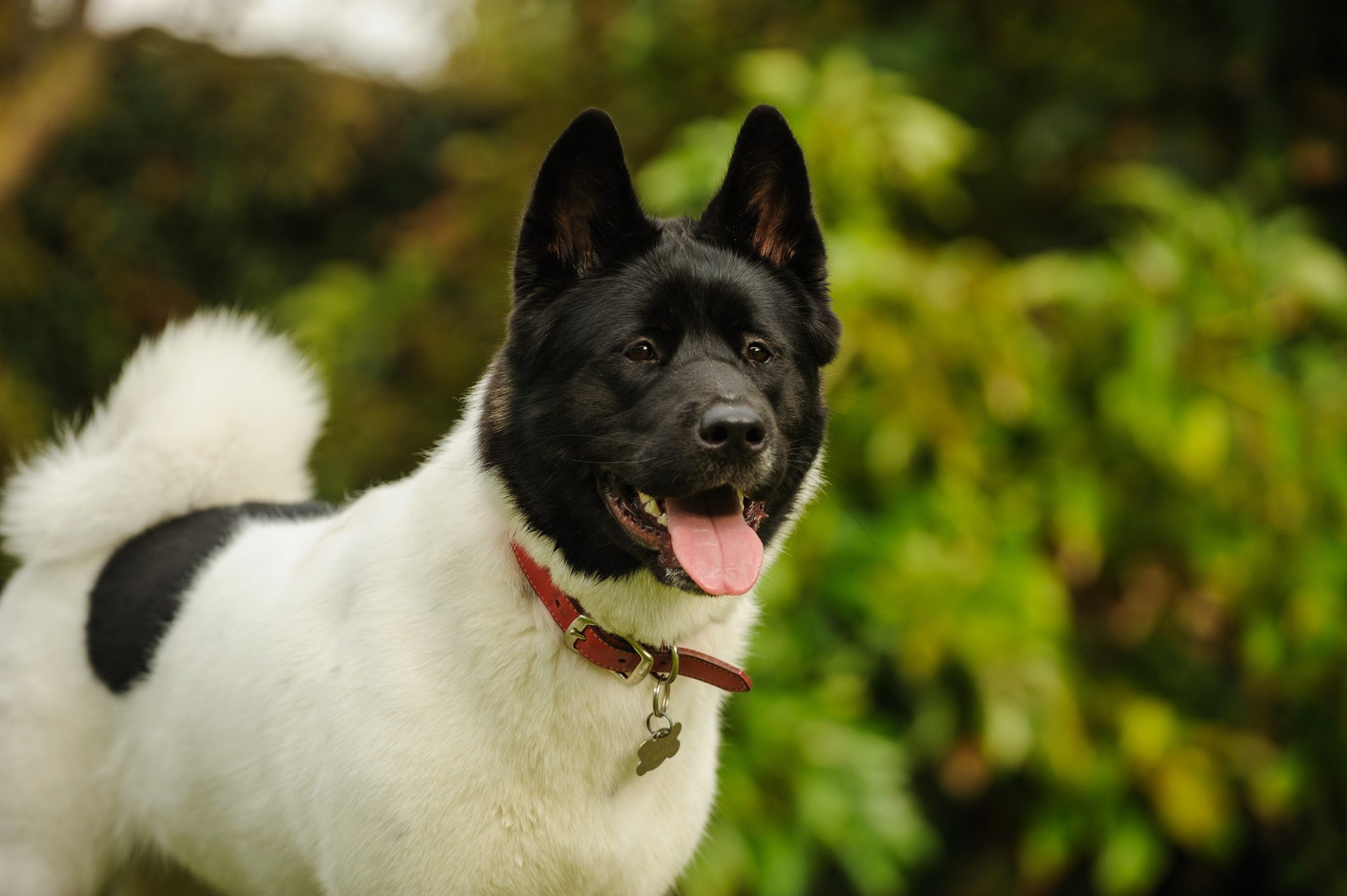 Close-Up Of Japanese Akita Standing Outdoors