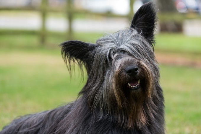 Portrait of Skye Terrier