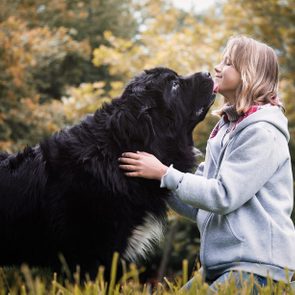 Young girl with huge dog breed Newfoundland