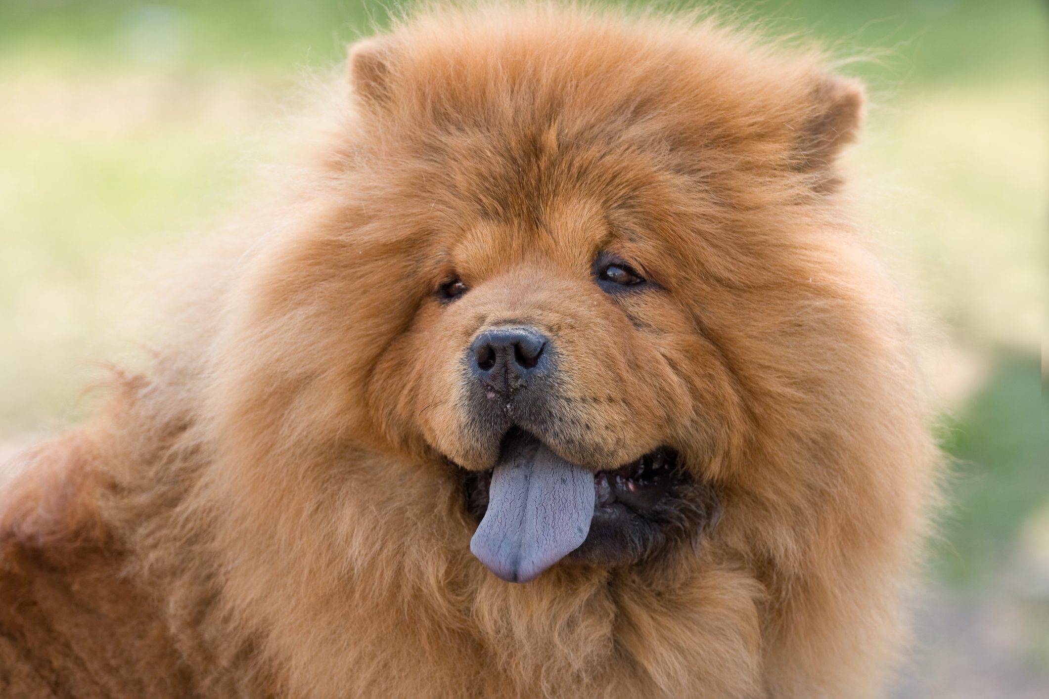 chinese chow-chow dog portrait outside