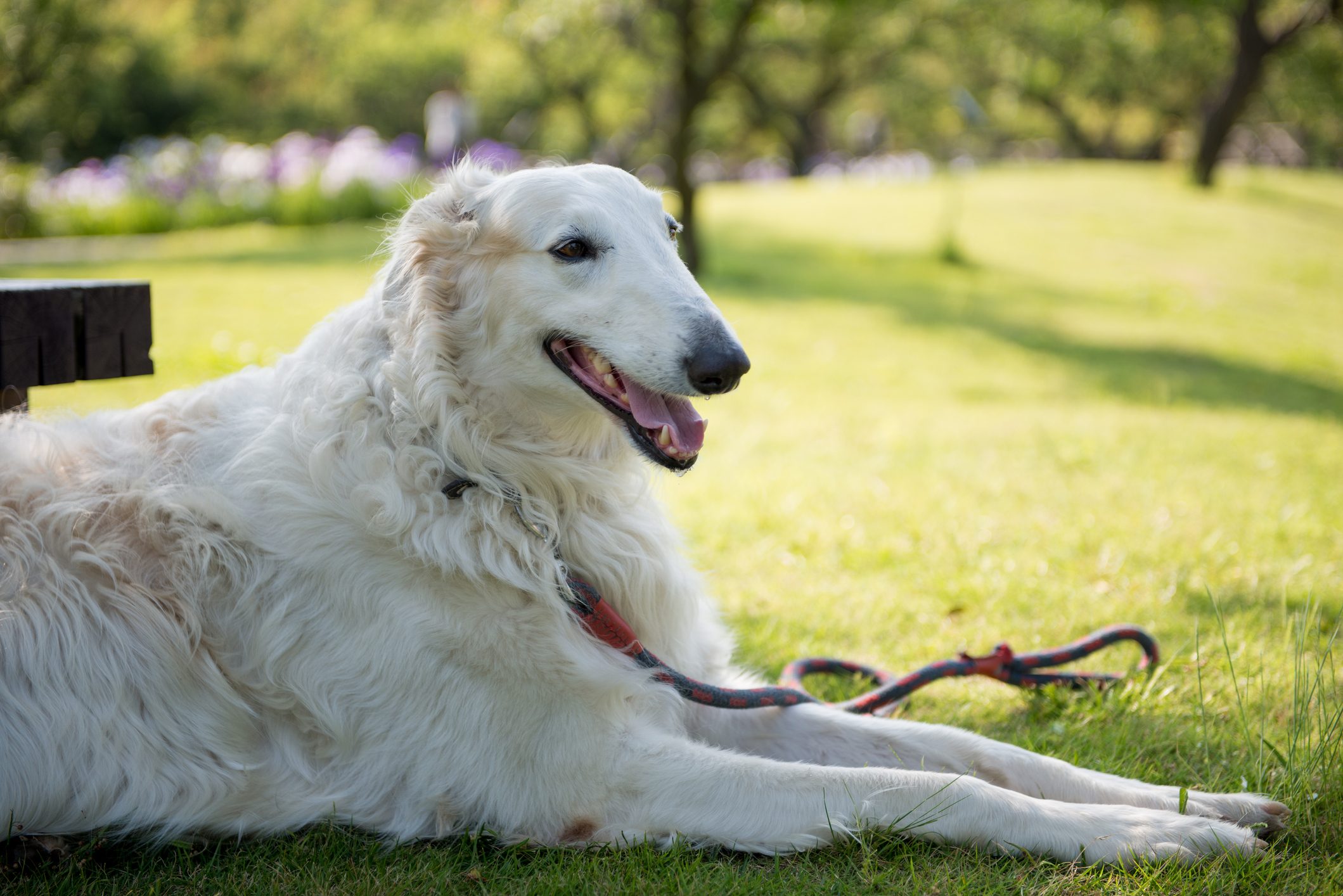 Borzoi dog sitting outsiee