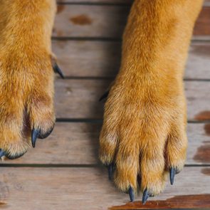 Low Section Of Dog Paws On Floorboard