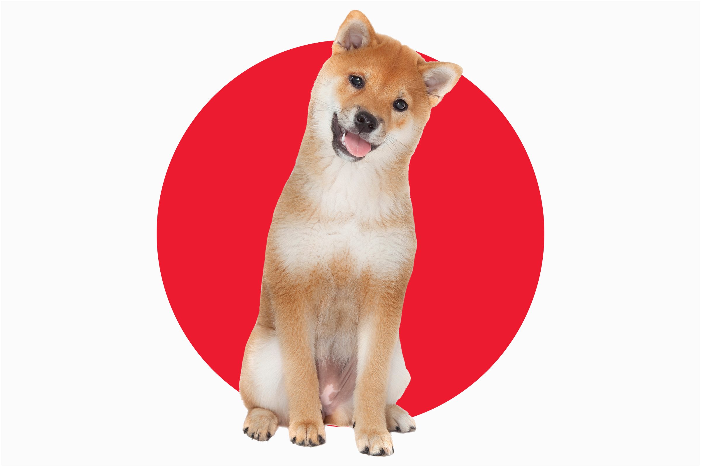 8 Authentic Japanese Dog Breeds and Their Fascinating Histories