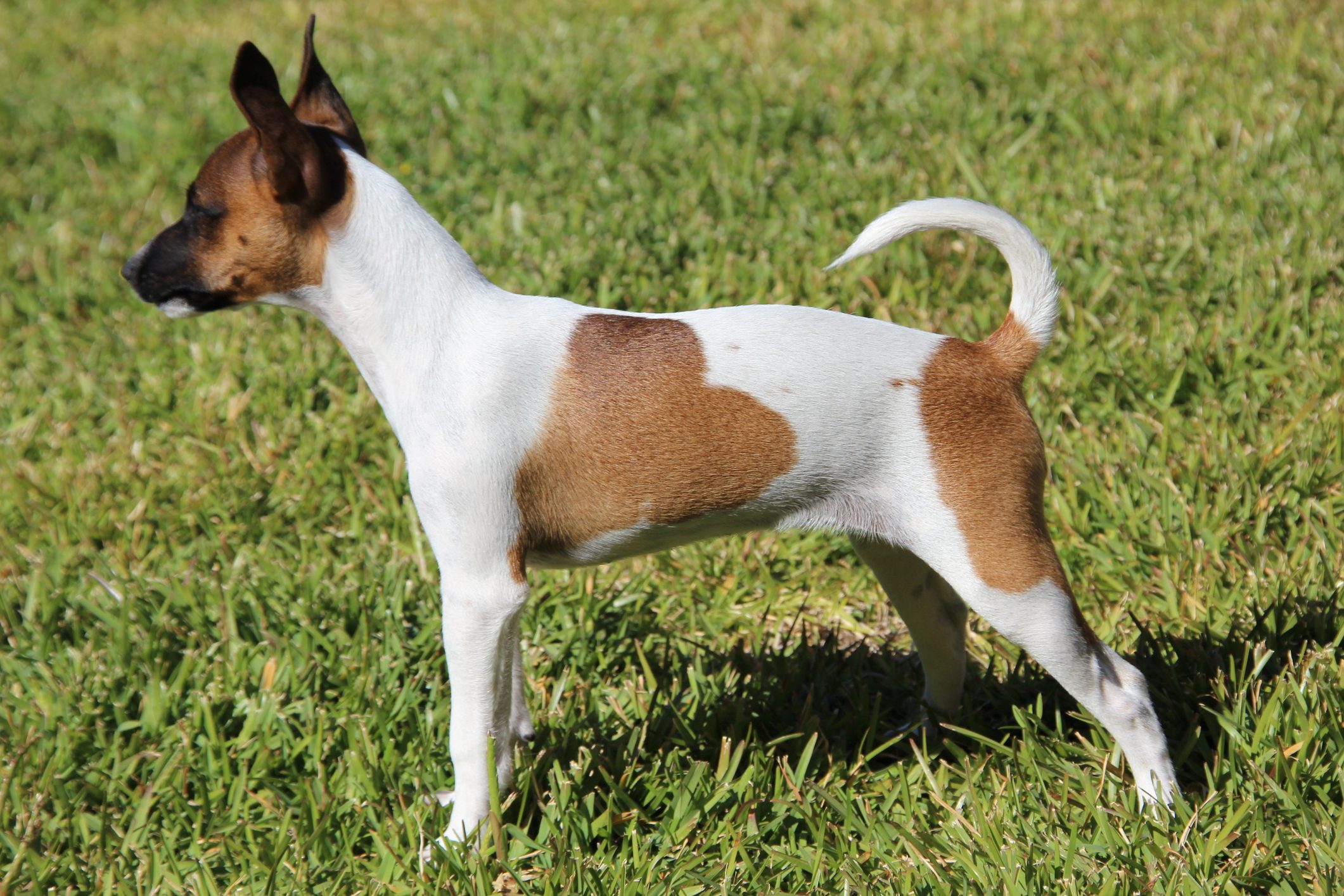 Tenterfield Terrier dog standing outside in the grass