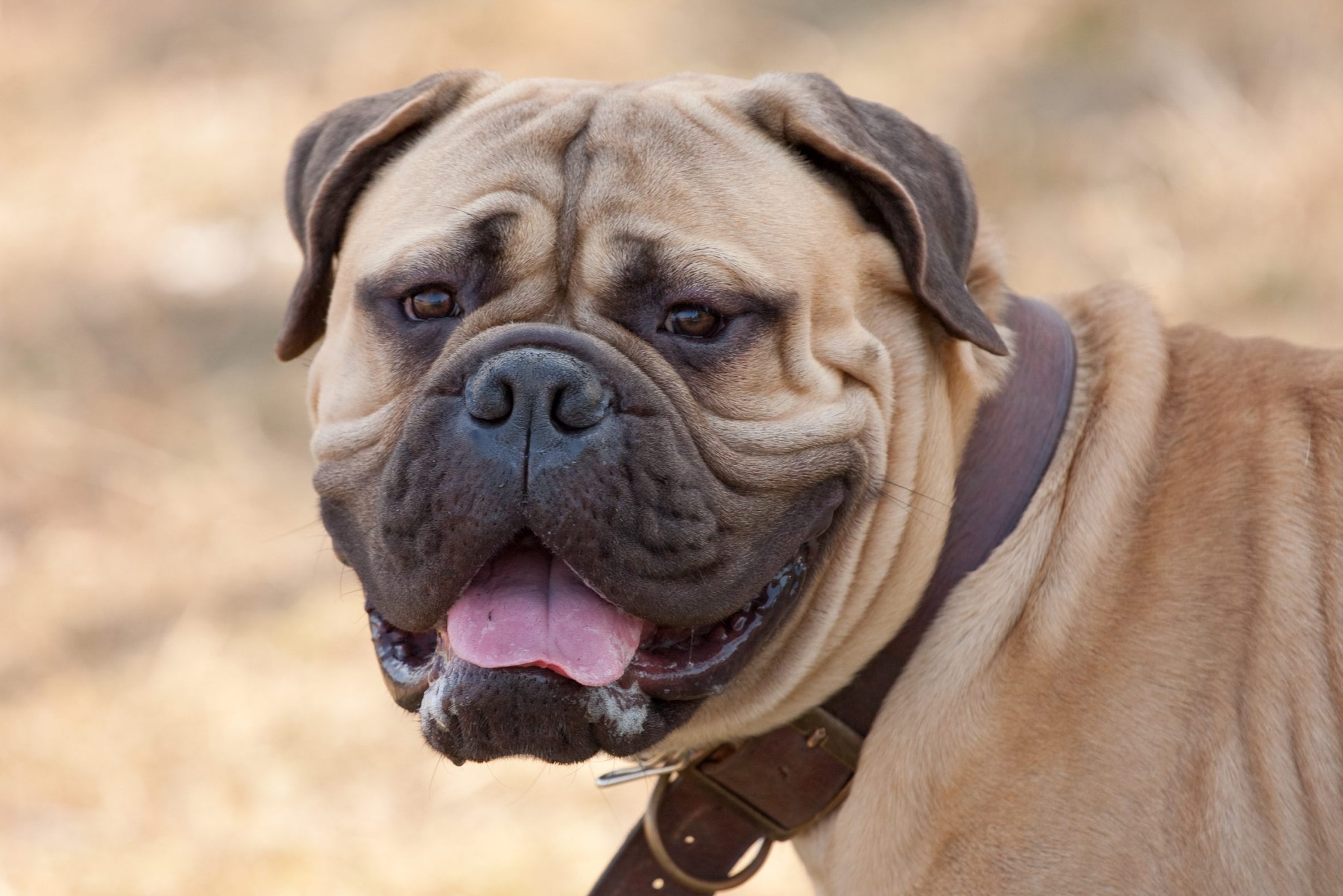 portrait of bullmastiff dog