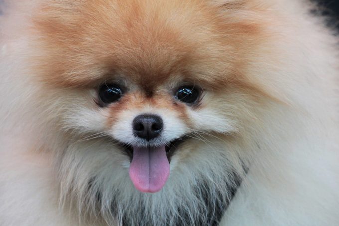 Close-up of happy Pomeranian dog sticking out tongue