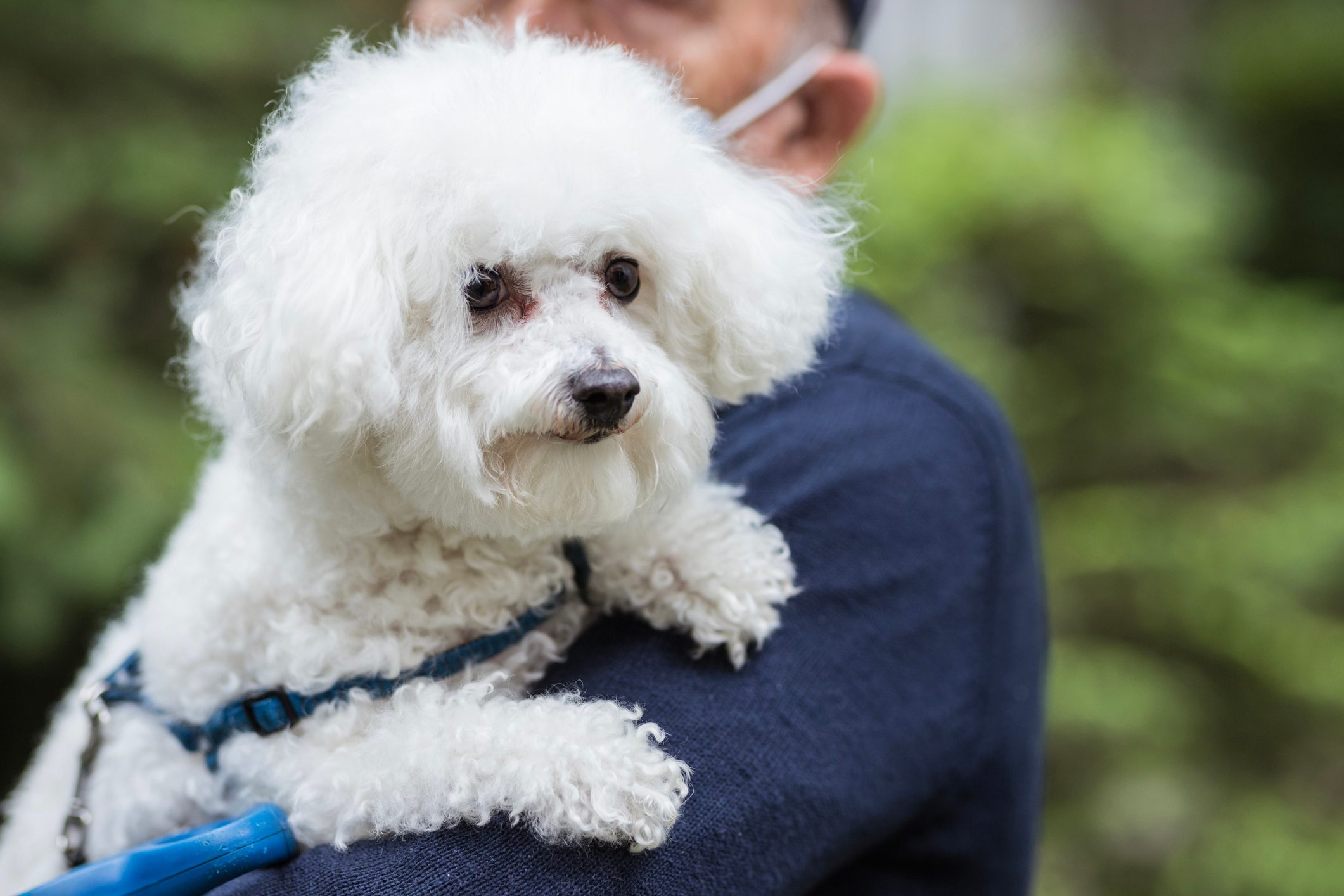 senior man holding his bichon dog