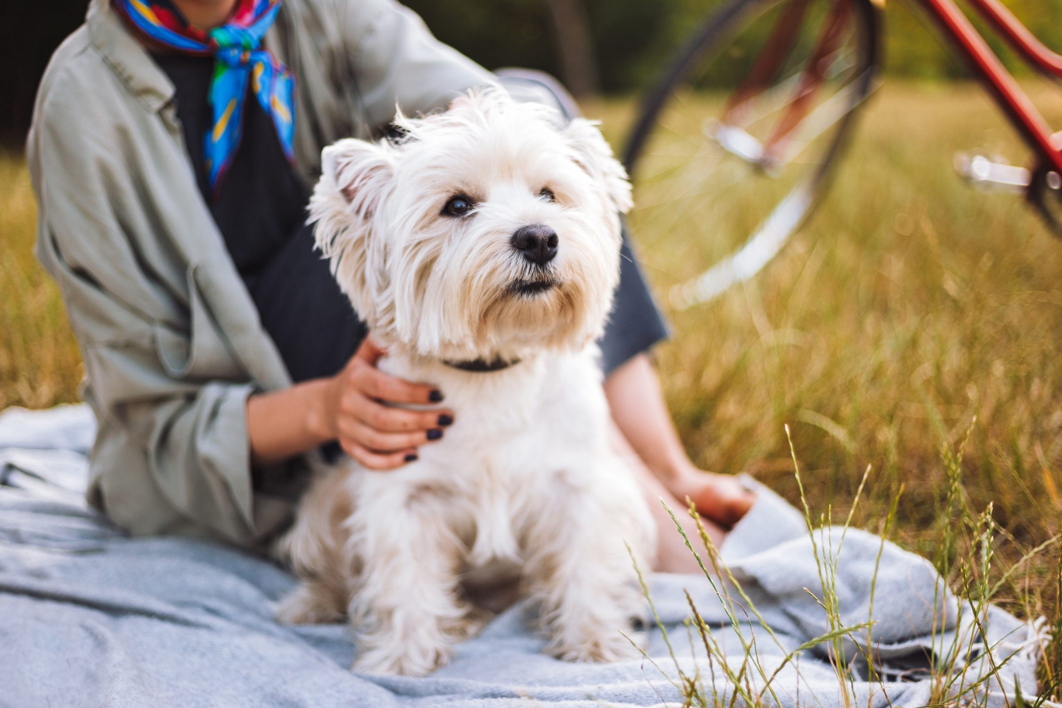 westie dog sitting on blanket outside with senior