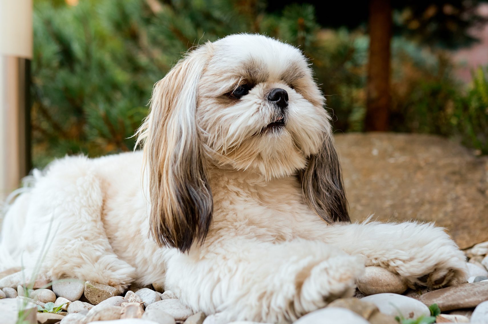 Shih tzu dog in garden with flowers on white rocks