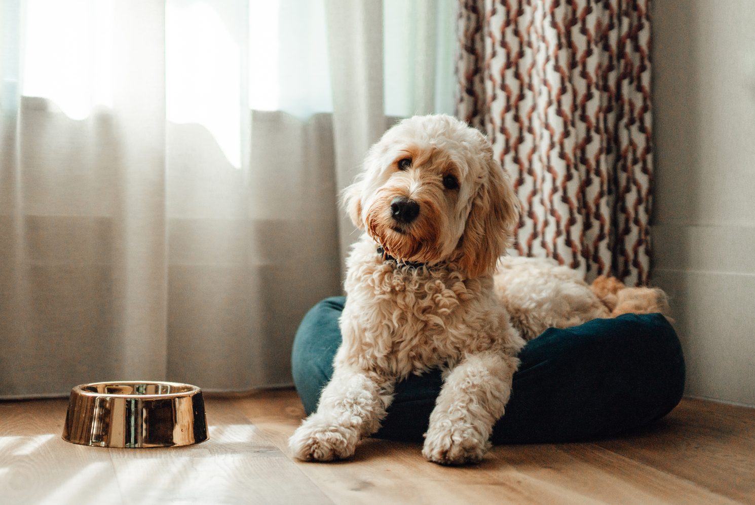 Goldendoodle Resting In Dog Bed at home