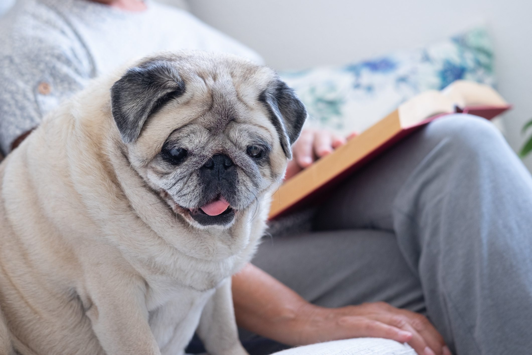 pug sitting on couch at home