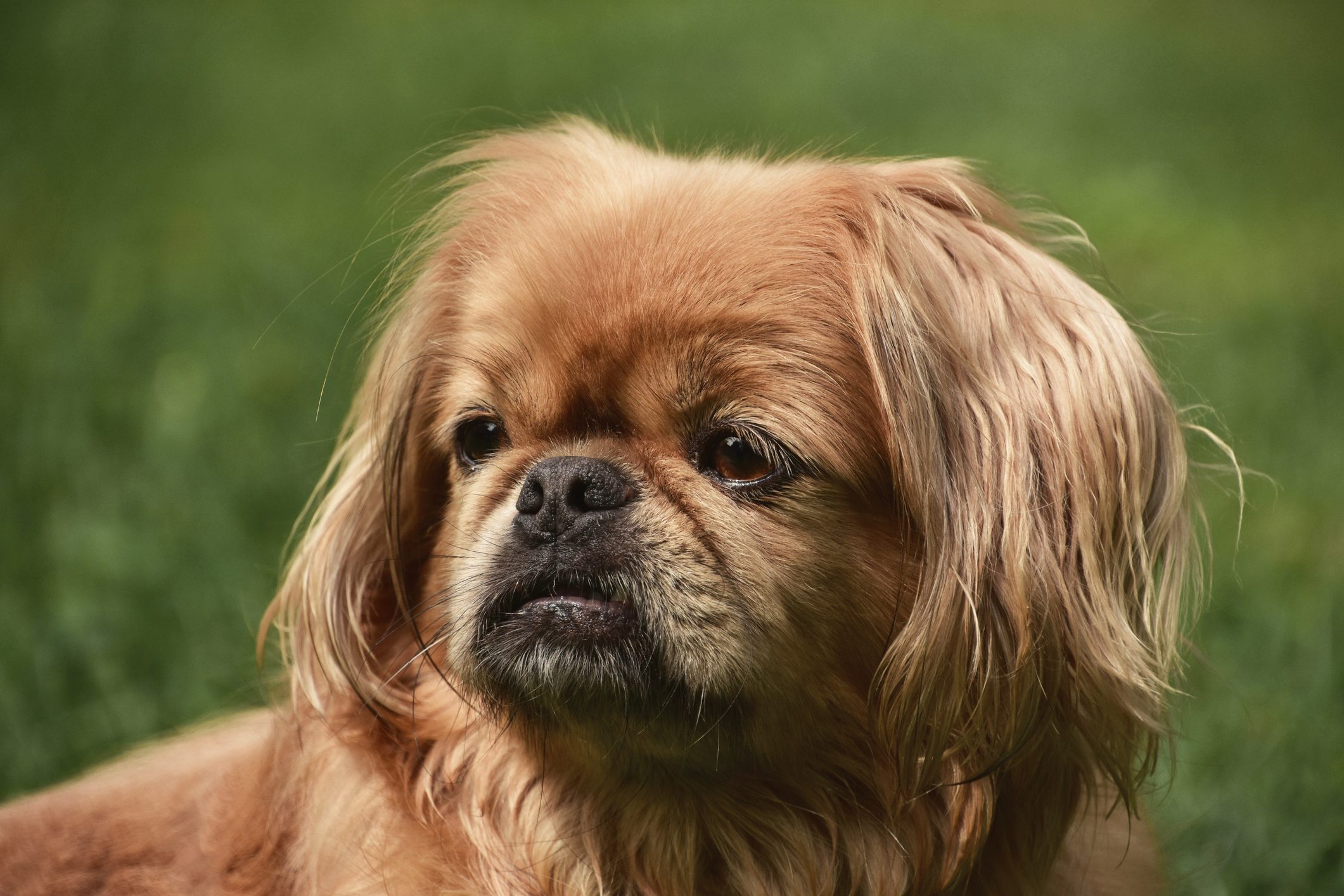 pekingese dog sitting outside