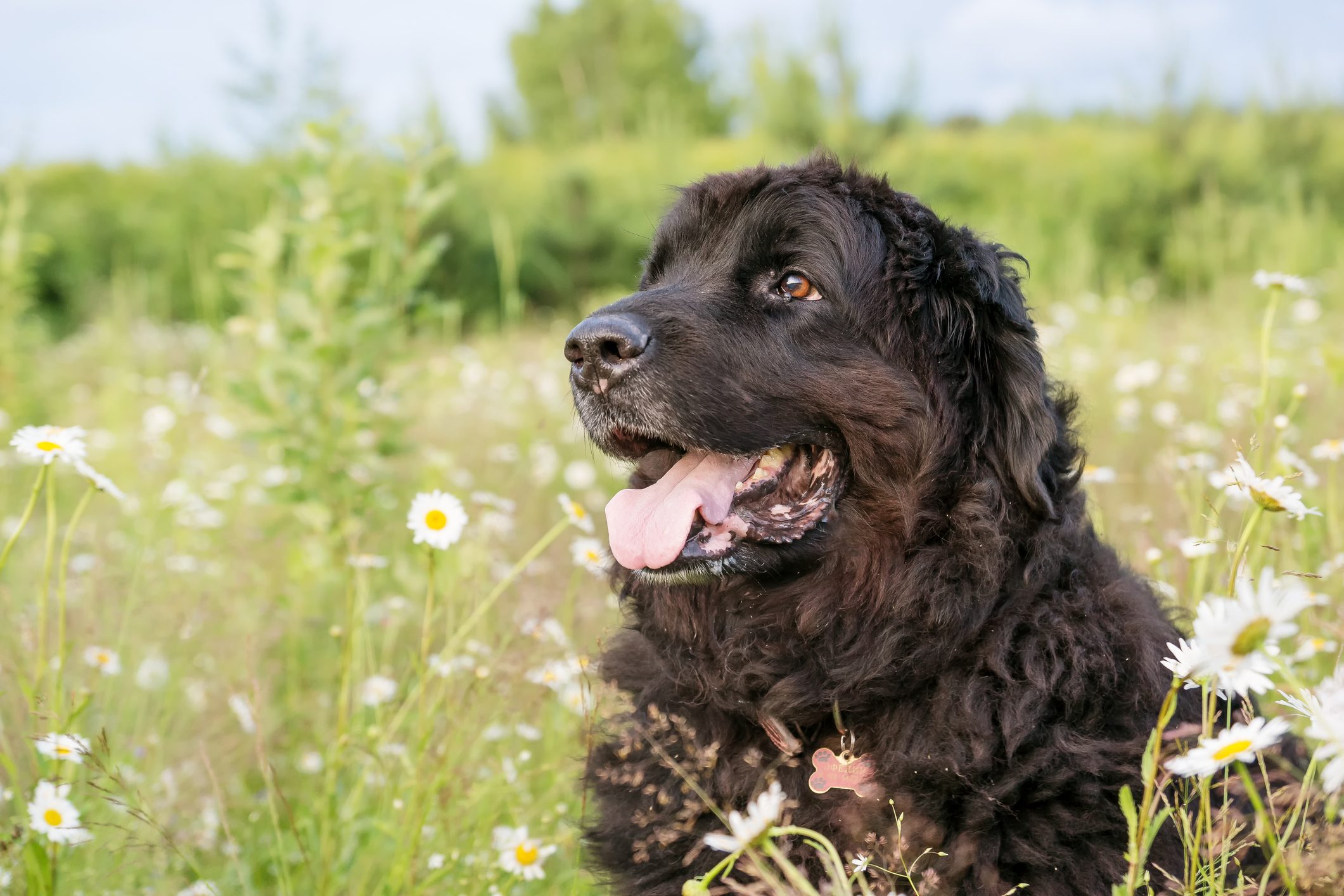 Newfoundland dog