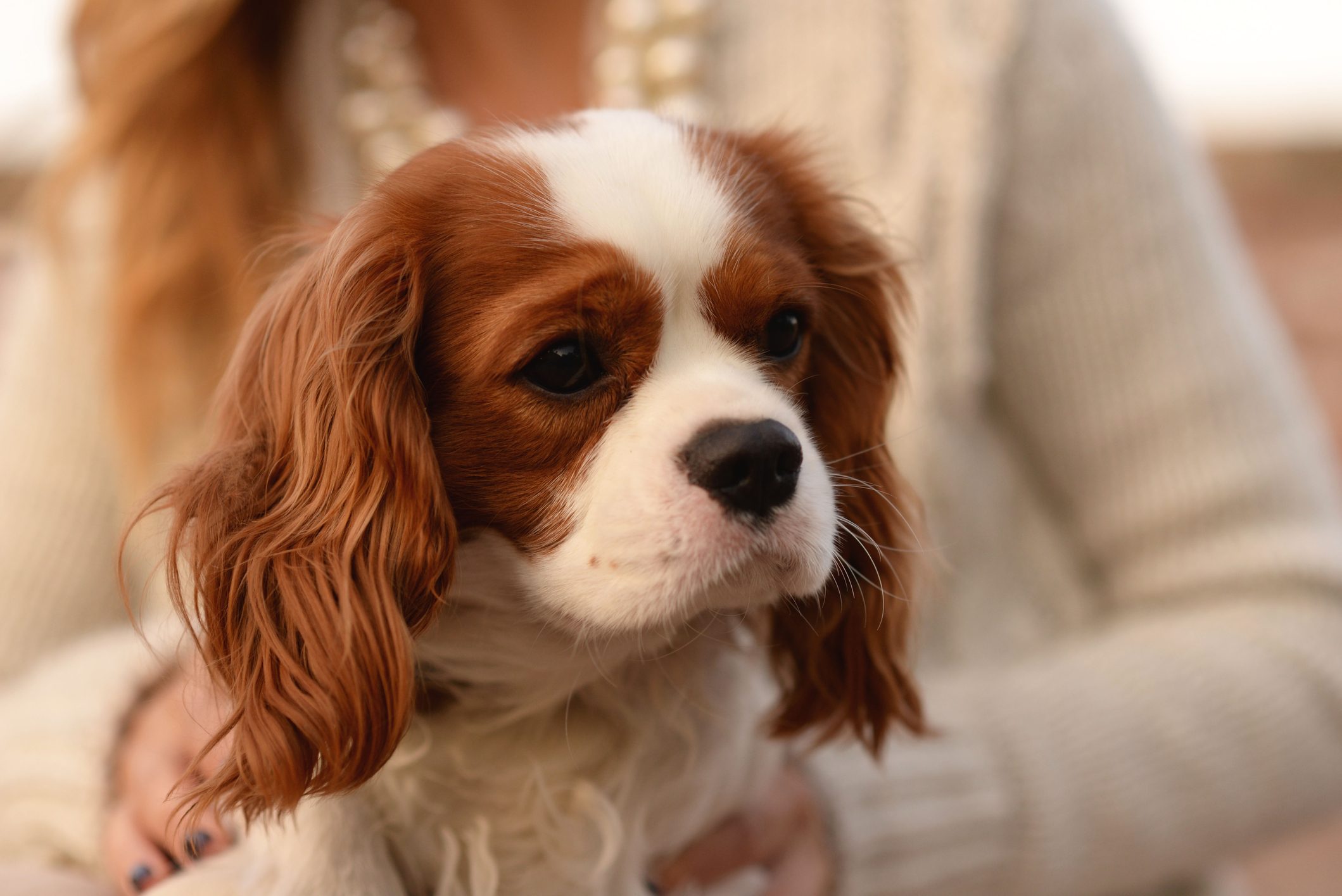 Cavalier King Charles Spaniel sitting on owner's lap