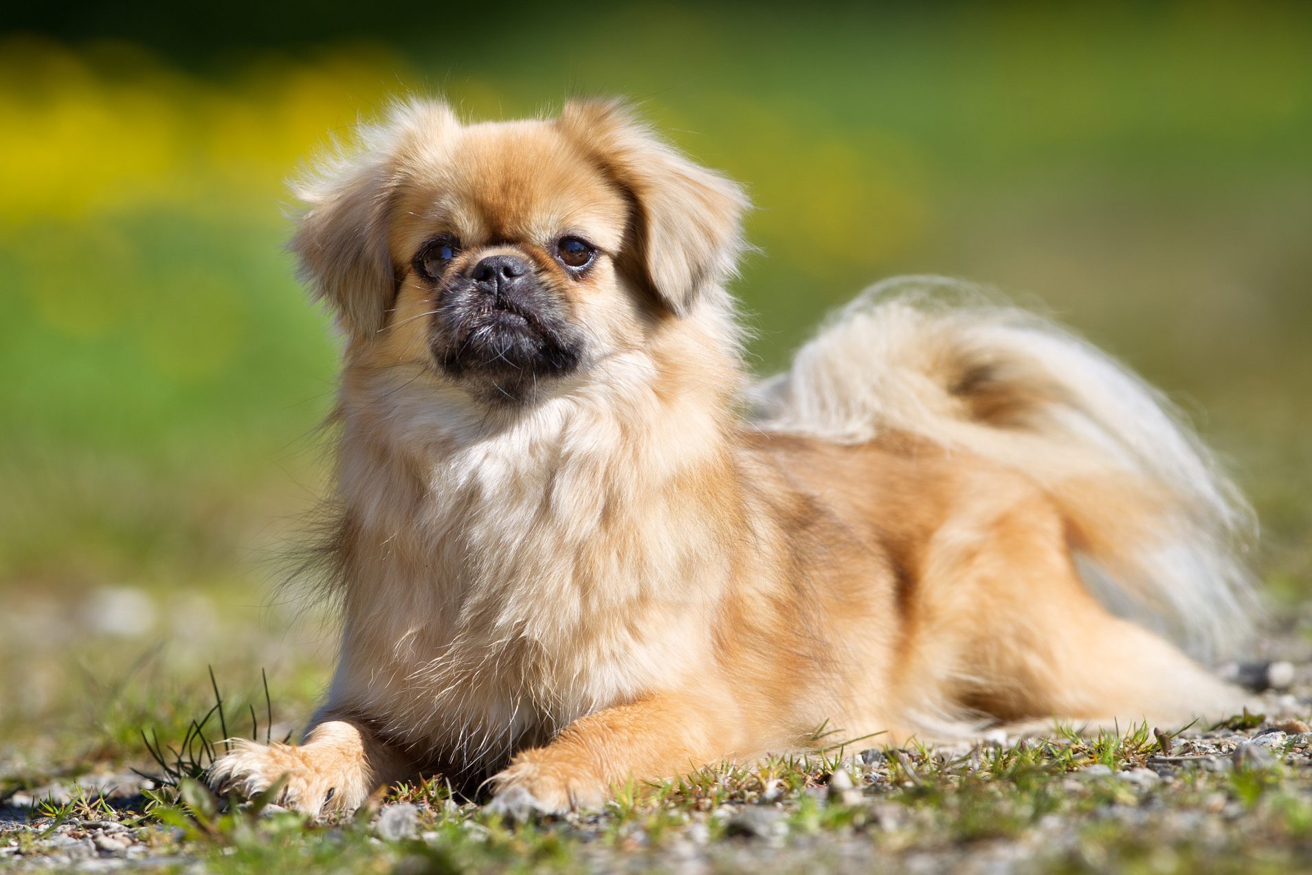 Tibetan Spaniel dog outdoors in nature