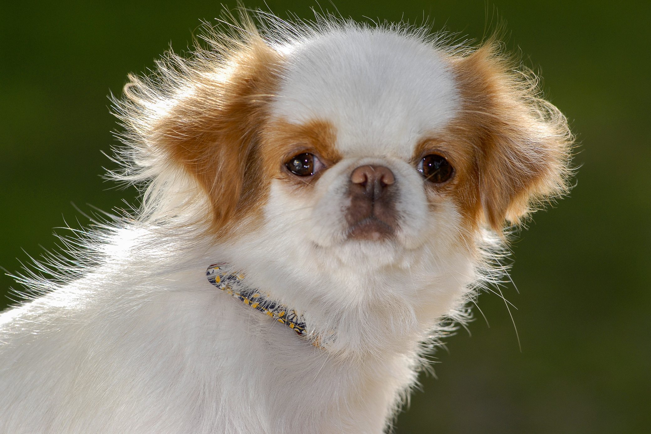 Japanese Chin Dog Portrait