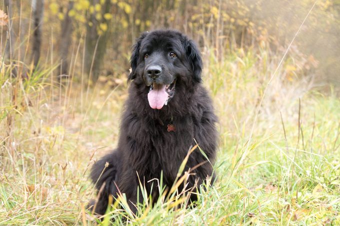 Newfoundland dog sitting in the woods