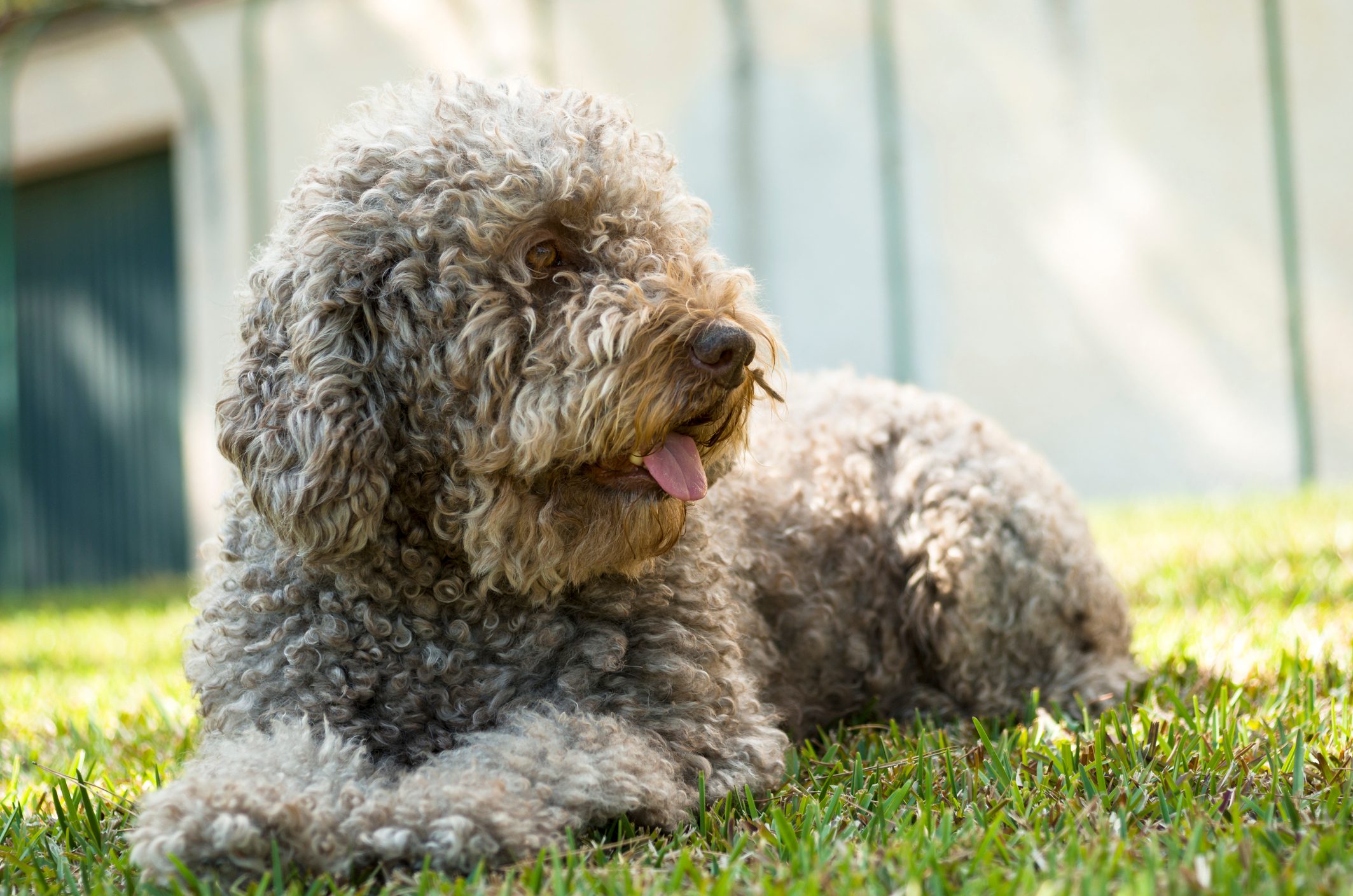 Barbet dog waiting for his cat friend