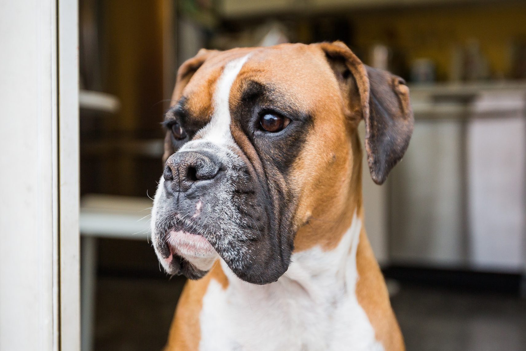 Boxer Dog standing in doorway at home