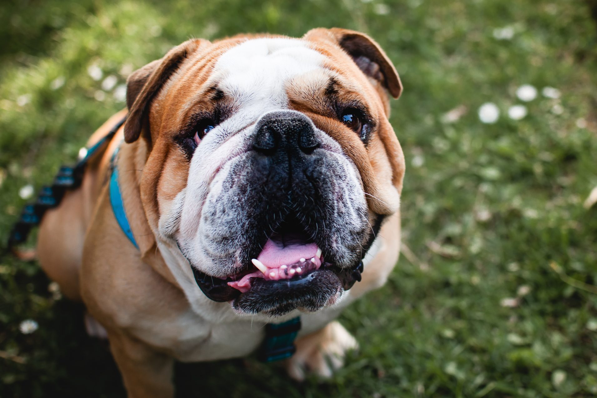 English bulldog sitting on the grass and watching