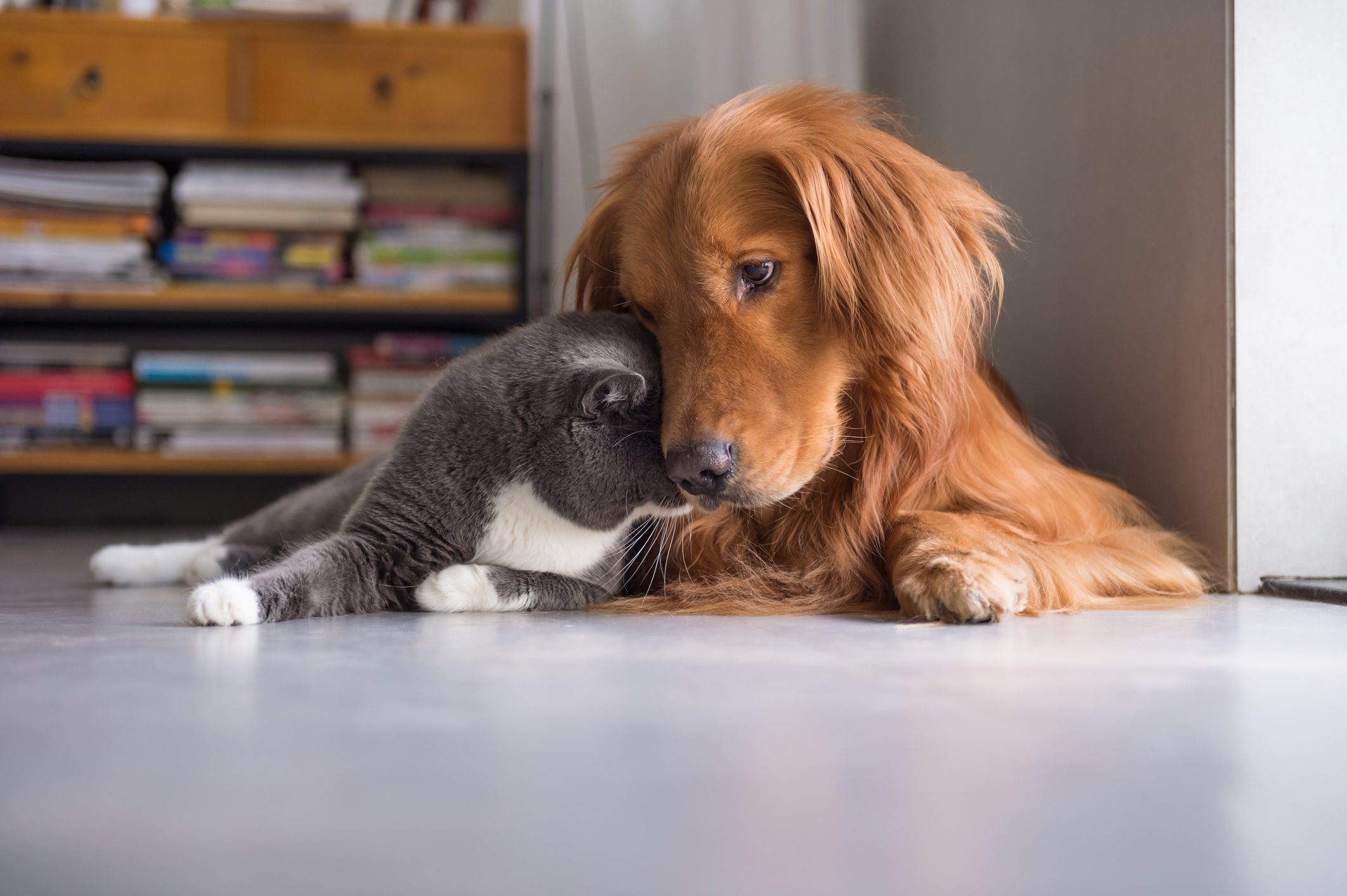 British shorthair cats and Golden Retriever