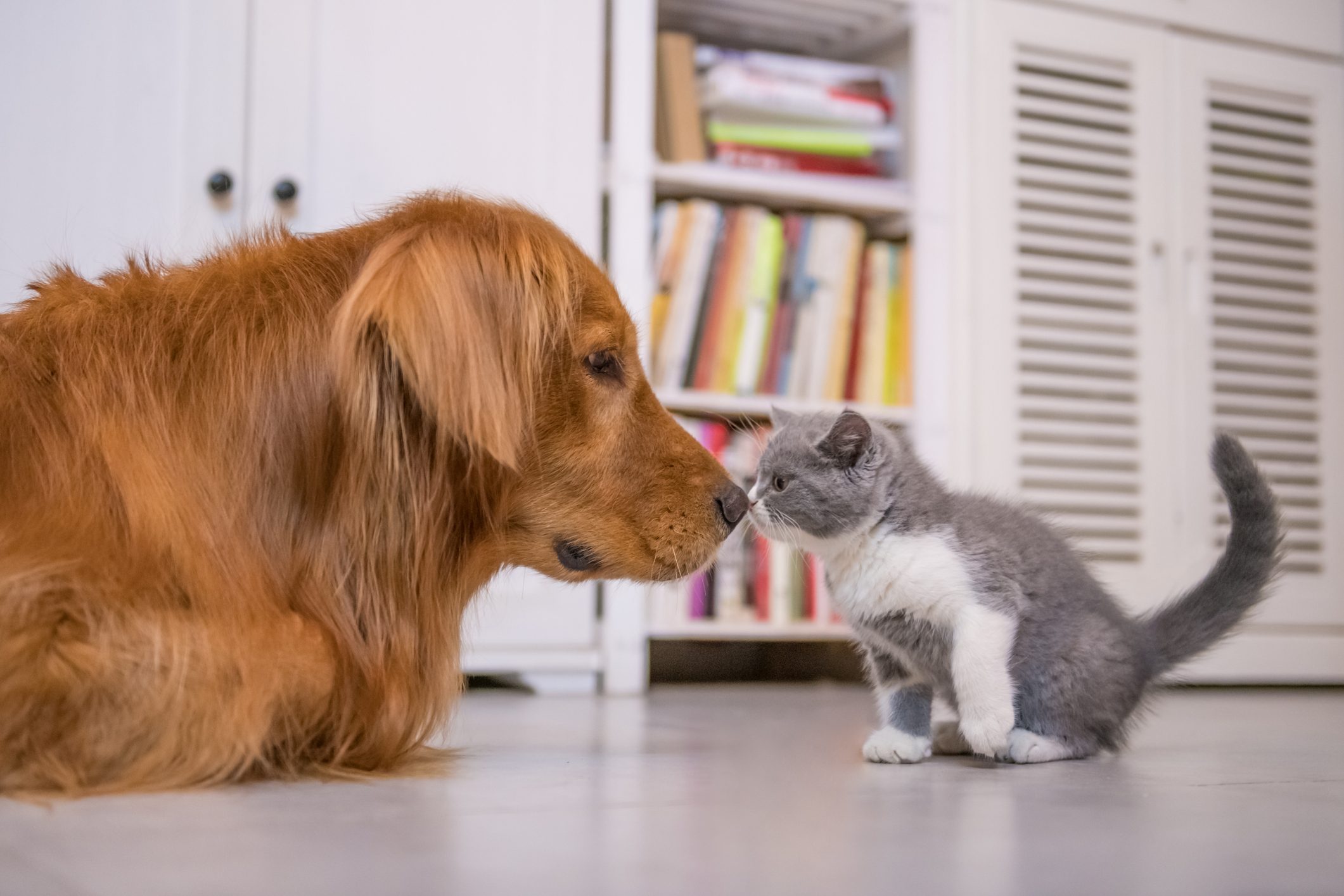 21 Dogs That Get Along with Cats