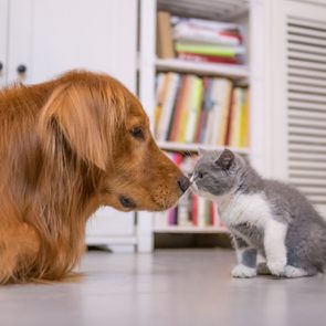 Golden Retriever and British shorthair cat