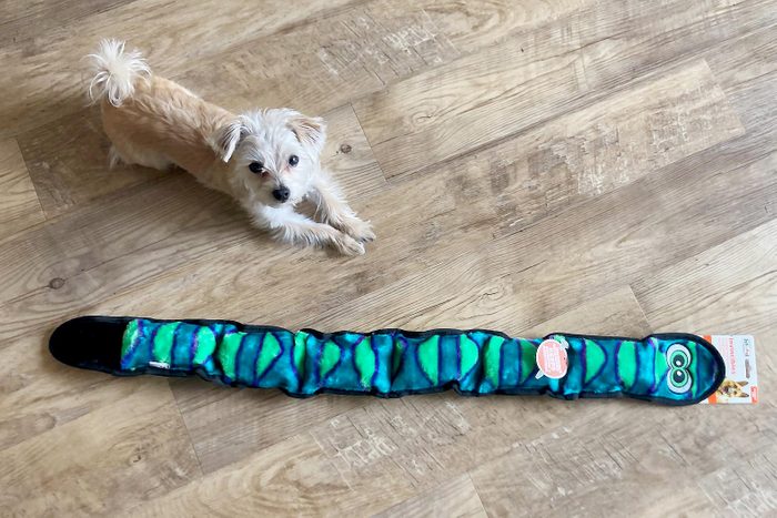 small dog on the floor next to a long blue and green indestructable dog toy that looks like a snake