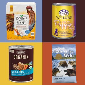 best all natural dog foods on color block background