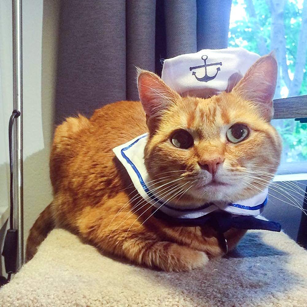 Namsan Pet Costume For Cats Sailor Costume Ecomm Via Amazon.com