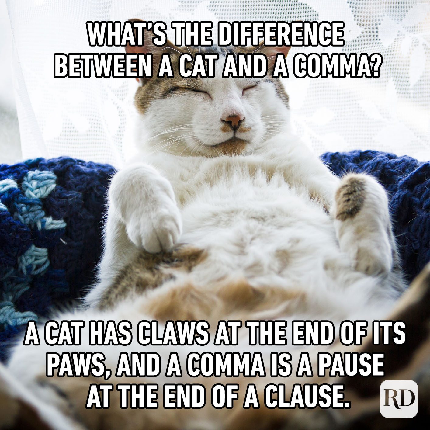 What's The Difference Between A Cat And A Comma? A Cat Has Claws At The End Of Its Paws, And A Comma Is A Pause At The End Of A Clause