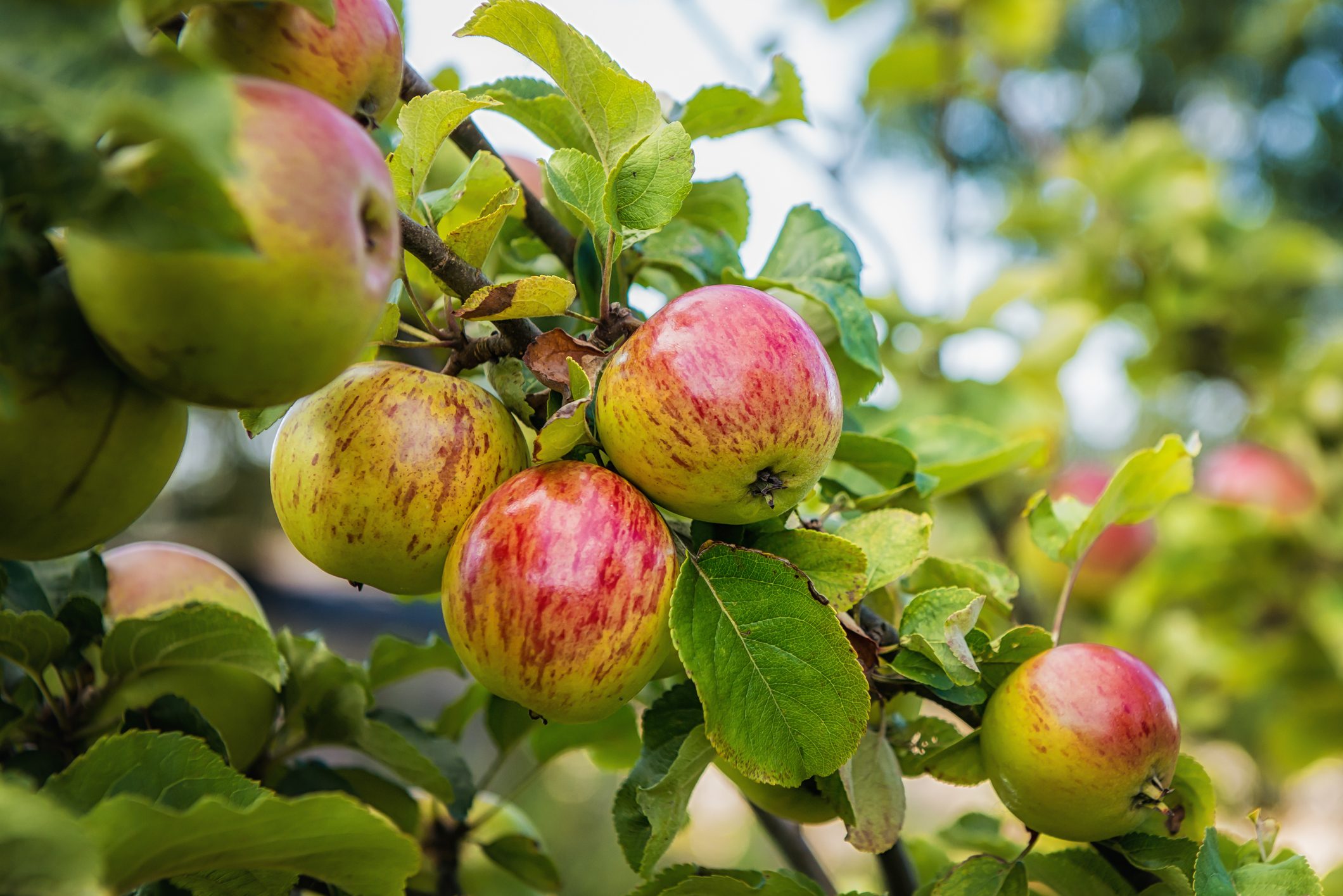 Ripe apples on apple tree in an orchard