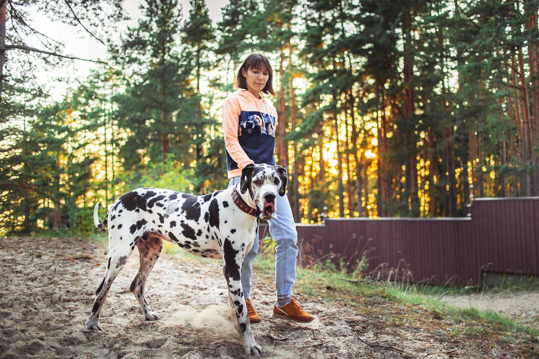 Woman and great Dane dog walking in forest