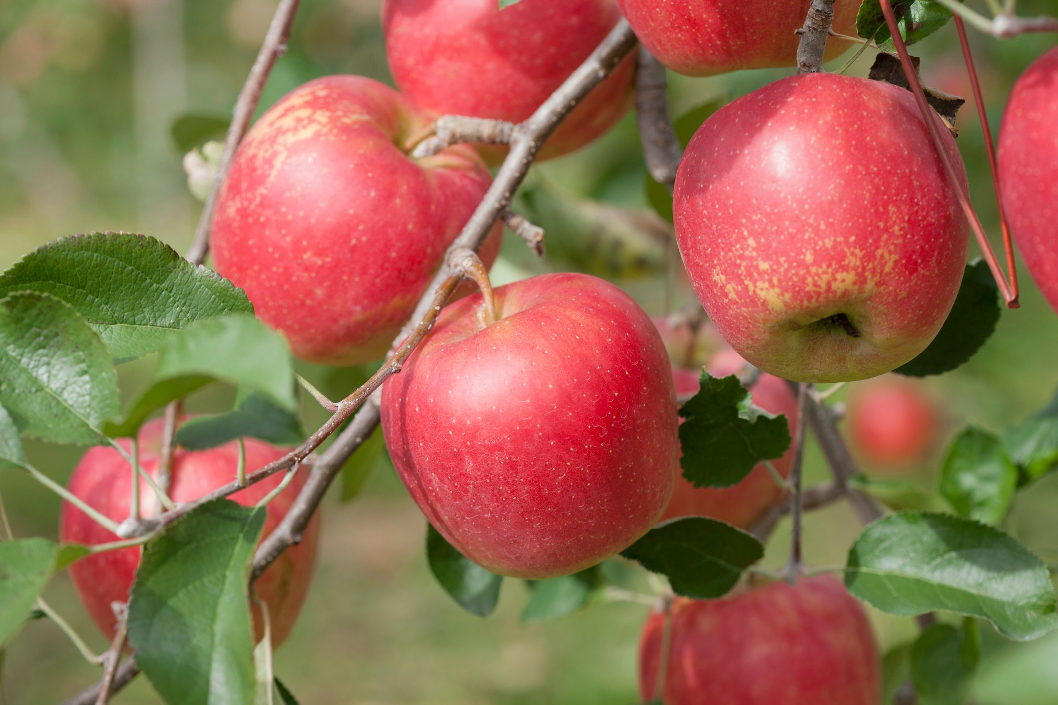 Apples on branch