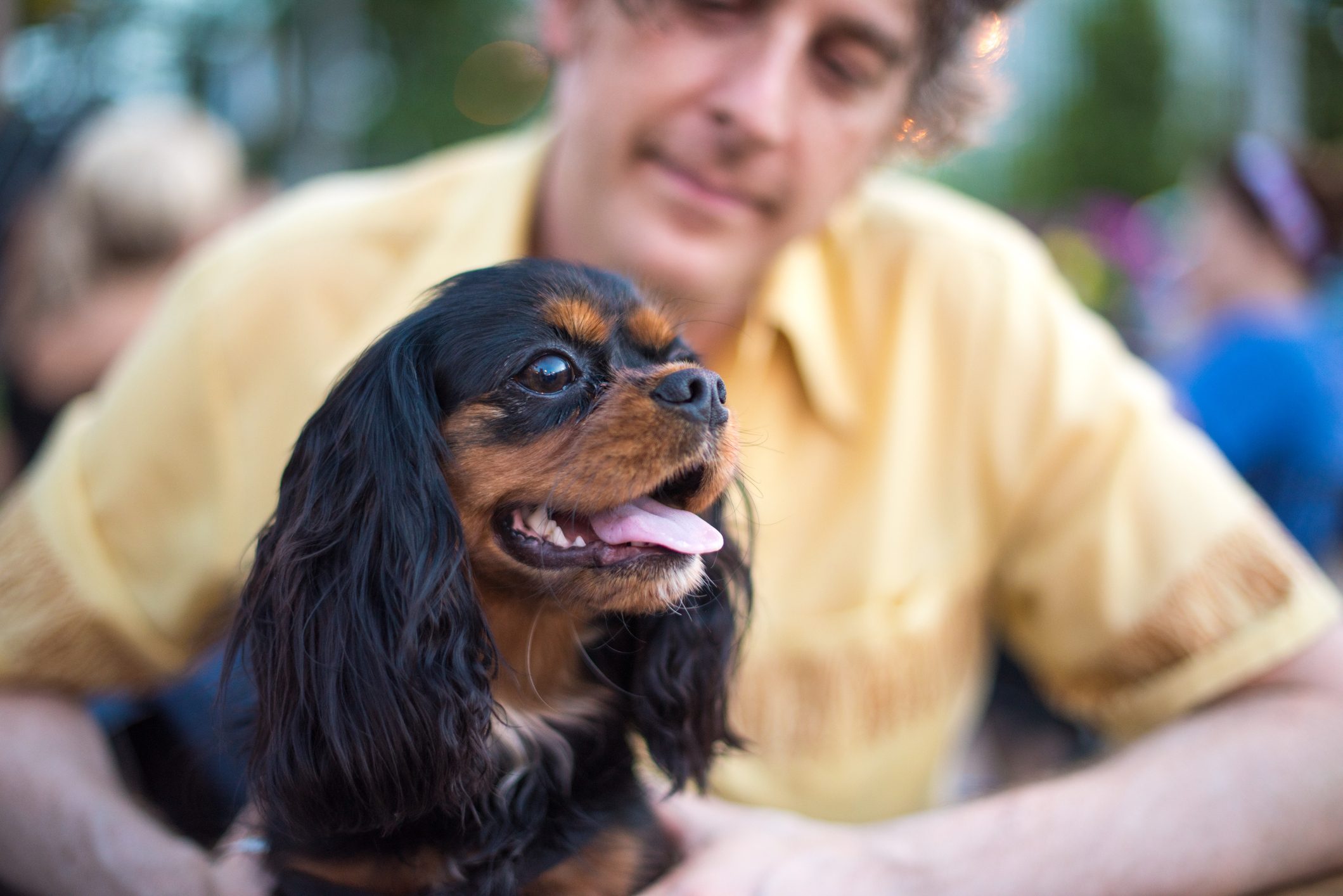 Cavalier King Charles Spaniel sitting on man's lap