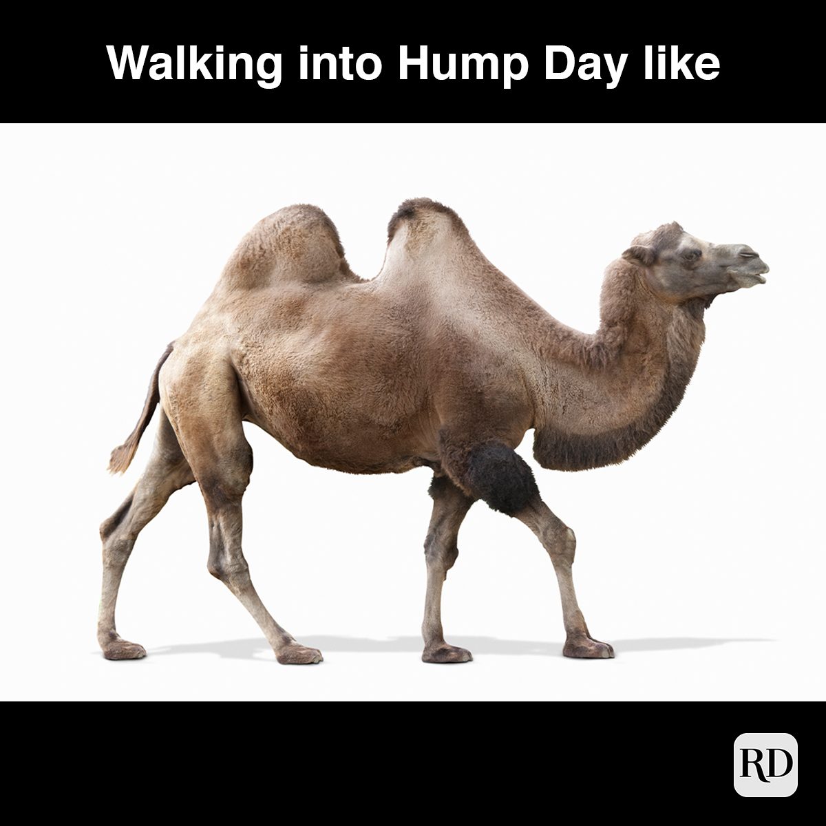 Walking Into Hump Day Like 