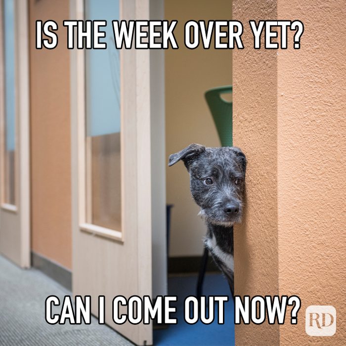 Is The Week Over Yet Can I Come Out Now meme text over image of dog peeking out of office