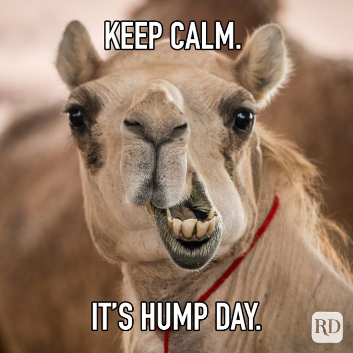 Keep Calm Its Hump Day meme text